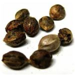 Семена марихуаны АК-47  (Seeds AK-47) в Инзе